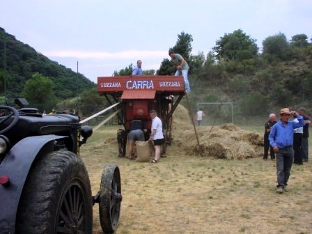 Contadini alla carratura del grano con buoi